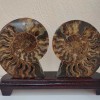 Sawn ammonite on a wooden stand, weight 1531 grams (weight including the stand)
