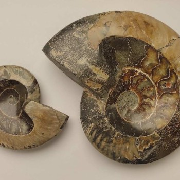 (Price per 100 g) Fossilized solid ammonite, weight from 200 to 1200 g (approximately 8×10 cm to 14×17 cm ±)