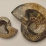 (Price per 100 g) Fossilized solid ammonite, weight from 200 to 1200 g (approximately 8×10 cm to 14×17 cm ±)