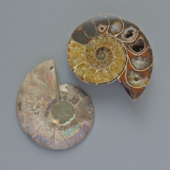 (per 100 g) Souvenir ammonite stone, assorted diameter 37x45 mm +/- (pack of two)