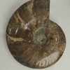 Souvenir fossilized ammonite, solid, 18×15 cm +- (price for 1175 g)