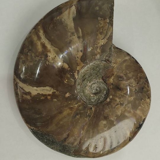 Souvenir fossilized ammonite, solid, 18×15 cm +- (price for 1175 g)