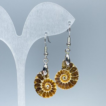 Earrings with natural ammonites 18×22×4 mm, length 48 mm