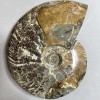 Large souvenir fossilized ammonite, 17×13×4 cm, weight 1040 g