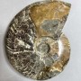 Large souvenir fossilized ammonite, 17×13×4 cm, weight 1040 g