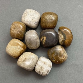 (price per 100g.) Natural souvenir stone Petrified coral tumbled stone ~ sizes 21-25x17-22x17 mm (+-) packaging 100 g