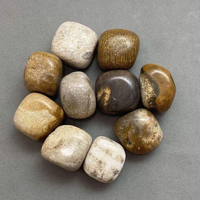 (price per 100g.) Natural souvenir stone Petrified coral tumbled stone ~ sizes 21-25x17-22x17 mm (+-) packaging 100 g