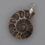 (per 1 pc.) Ammonite Pendant 35x28 mm +/-, length 45 mm+