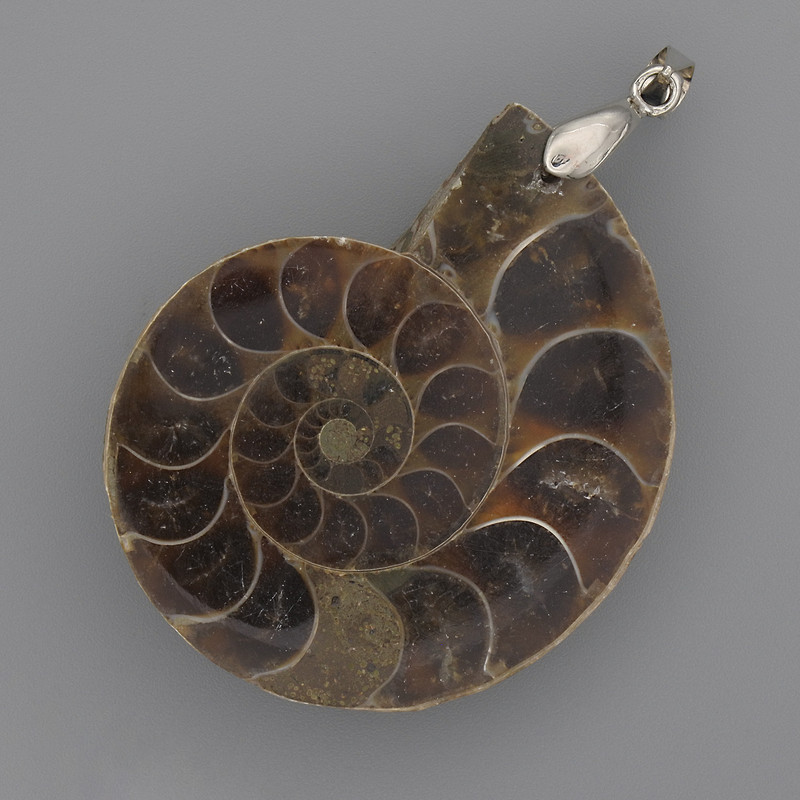 (for 1 pc) Ammonite Pendant 42×35mm±, length 52mm±