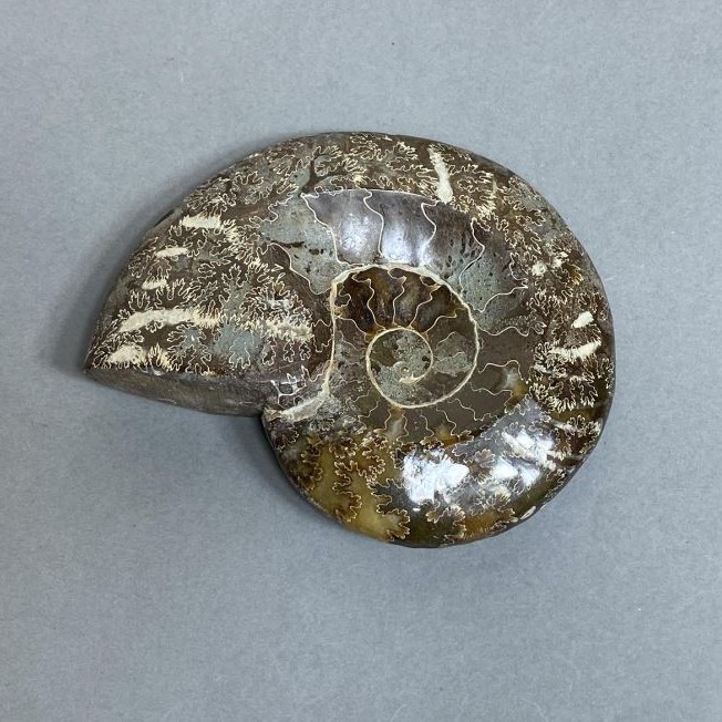 Ammonite with cavity, decorative stone, 95 mm diameter ± weight 219 g (price per piece)
