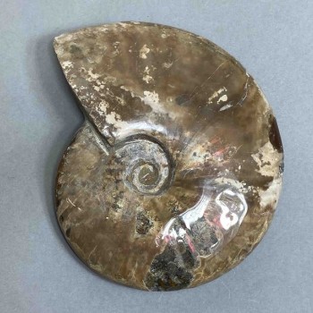 Ammonite souvenir stone, diameter 127 mm, weight 524 g (price per piece)