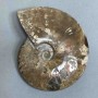 Ammonite souvenir stone, diameter 127 mm, weight 524 g (price per piece)