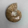 Ammonite souvenir stone, diameter 90 mm +/- weight 224 g (price per piece)