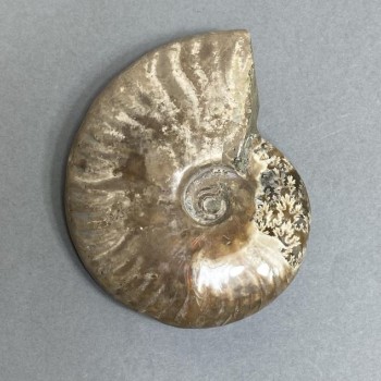 Ammonite souvenir stone, diameter 82 mm ± weight 172 g (price per piece)