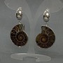 Ammonite Earrings, natural ammonite, diameter 32×27 mm ±, length 53 mm ±
