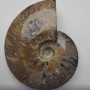 Souvenir Petrified Solid Ammonite Large 15 x 12 x 4 cm ± price per 783 g