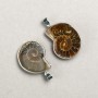 (per 1 pc.) Ammonite Pendant in a Silver Setting, assorted sizes from 20x30mm± to 30x40mm±