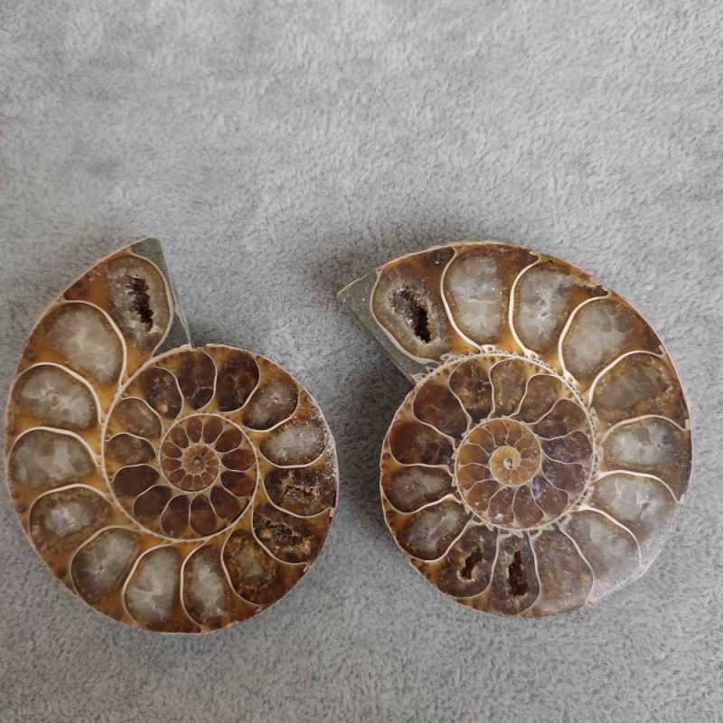 Ammonite 55×45×10 mm (±)