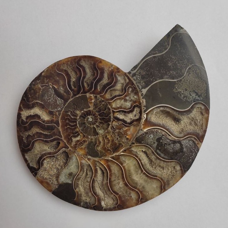(Price per 100 g) Ammonite souvenir stone weight from 300 g (approx. 12x14 cm +/-)
