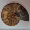 Souvenir Ammonite Stone 15.5 × 12.5 cm, weight 384 g