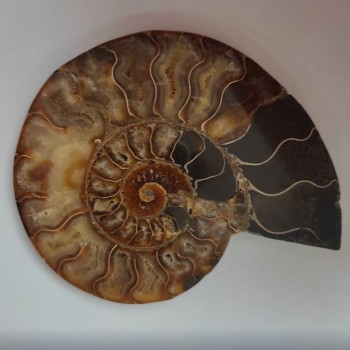 Souvenir Ammonite Stone 15.5 × 12.5 cm, weight 384 g