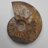 Souvenir Petrified Ammonite 12×9.5×3 cm ± (price per 424 g)