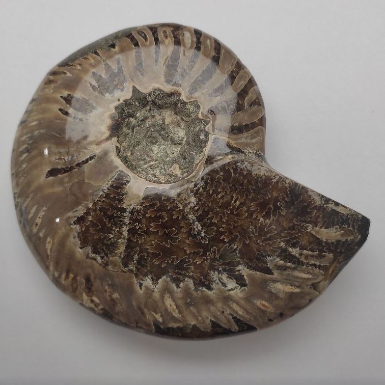 (Price per 100 g) Souvenir Fossilized Ammonite, solid — weight from 600 g (approx 12x14 cm)