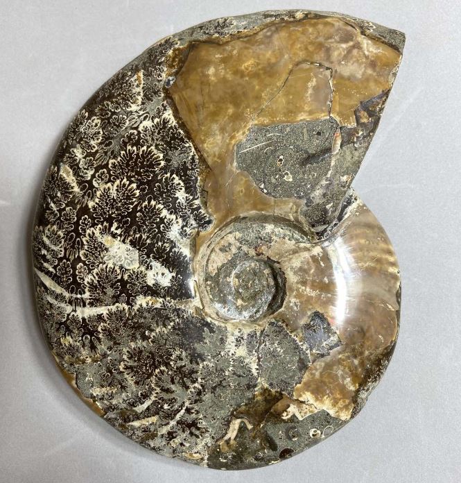 Large souvenir fossilized ammonite, 17×13×4 cm, weight 1040 g
