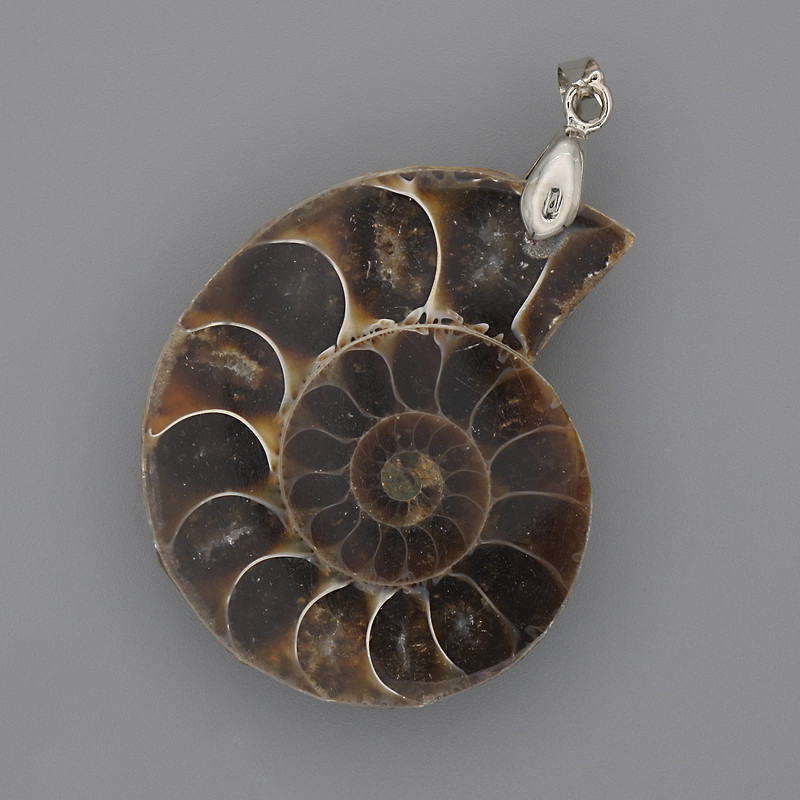 Ammonite Pendant 35x28 mm, length 45 mm; assorted sizes (per piece)