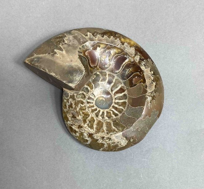Ammonite with a hollow - souvenir stone, diameter 109 mm, weight 308 g (price per piece)