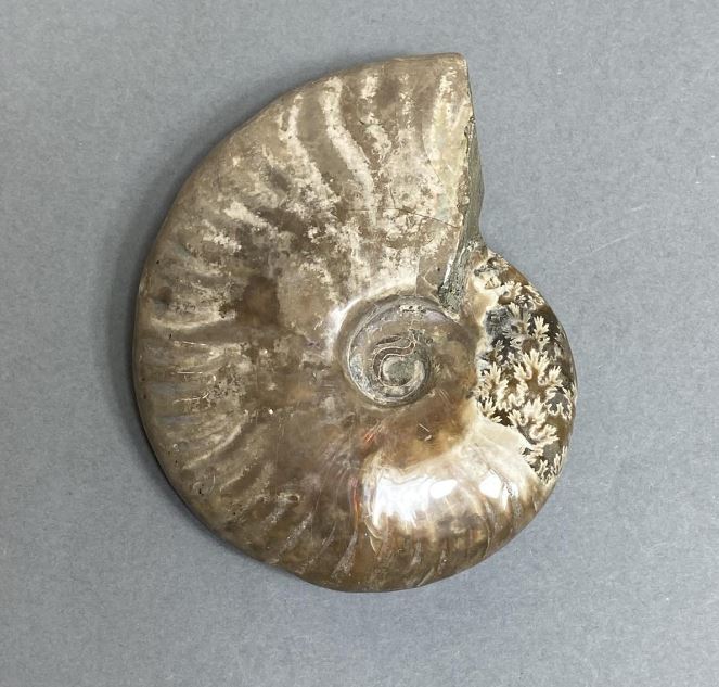Ammonite souvenir stone, diameter 82 mm ± weight 172 g (price per piece)